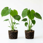 Set 2 Monstera Deliciosa Plants Live, Live Green Monstera Houseplants, Monstera Plant from 5 Inc Tall