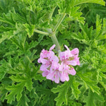 2 Pots Citronella Plants, Live Citronella Plants for Outdoors Indoors Garden, Perennial Fragrant Herb Leaves Plant
