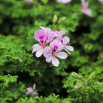 Citronella Live Plant, Fragrant Herb in 4 Inch Pot for Indoor or Outdoor Growing
