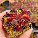 3 Rare Live Venus Fly Traps for Outdoor Indoor Planting, Random Different Cultivar Venus Flytrap Plants Zones 8-10 Growing