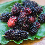 Set of 2 Illinois Everbearing Mulberry Trees Live Plants, Starter 4-6 Inches Tall, No Pot, Mulberry Bush Fruit for Outdoor Growing, Cold Hardy