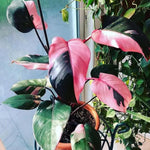 2 Assorted Princess Philodendron Plants, Variegated Leaf Houseplant, Tropical Indoor Plant 5 to 8 Inches Tall Well-Rooted, No Pot