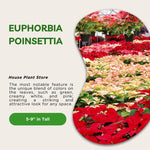 2 Multi Varieties Poinsettia Plants Live, Polka Dot Red Poinsettia Flowers for Holiday Christmas Gift, Decoration Houseplant 5-10" in Tall, No Pot