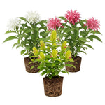 Set 3 Shrimp Plant Live, Live Shrimp Shrubs Plant, Assorted Flower, 5-7 Inches Tall, Easy Care Houseplant, Fragrant Blooms, Indoor Outdoor Growing