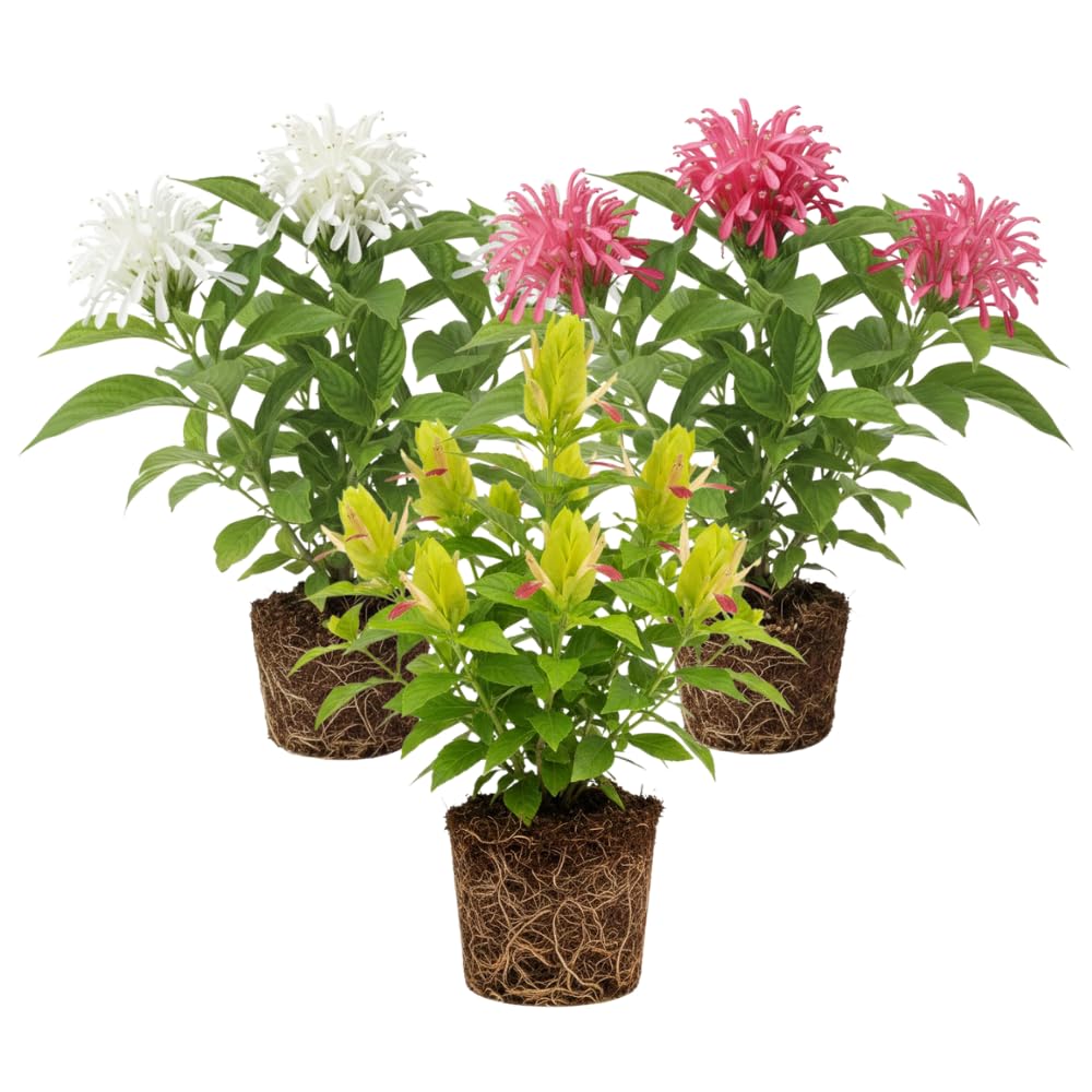 Set 3 Shrimp Plant Live, Live Shrimp Shrubs Plant, Assorted Flower, 5-7 Inches Tall, Easy Care Houseplant, Fragrant Blooms, Indoor Outdoor Growing
