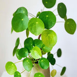 3 Live Pilea Peperomioides Plants, Live Money Plants from 3 to 5 Inc in Height, Money Plants Pot, Pilea Peperomioides Plants, Pilea Peperomioides Live Plants