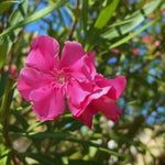 3 Oleander Plants, Pink Oleander Plants from 4 to 6 Inches Long, Oleander Well Rooted
