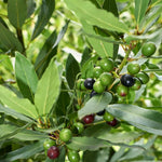 Bay Leaf Tree Live Plant, Laurus Nobilis Sweet Bay Laurel, 6-10" Tall in 4" Pot, Fragrant Culinary Herb Tree for Indoor or Outdoor Growing