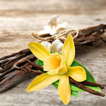 Rare Variegated Vanilla Bean Orchid Live Plant 1 Year Old Potted, Outdoor Fragrant Beans Vanilla Plant, 5 to 7 Inches in Tall Spring Planting, No CA