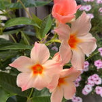 Peach Mandevilla Live Plant Vine, Climbing Mandevilla Vine Plant, 5 to 7 Inc Tall