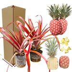 Set of 2 Rare Pineapple Live Plants, 4-6" Tropical Pineapple Plants for Indoor Outdoor Growing, Patio Container Garden, No Pot, Fast-Growing