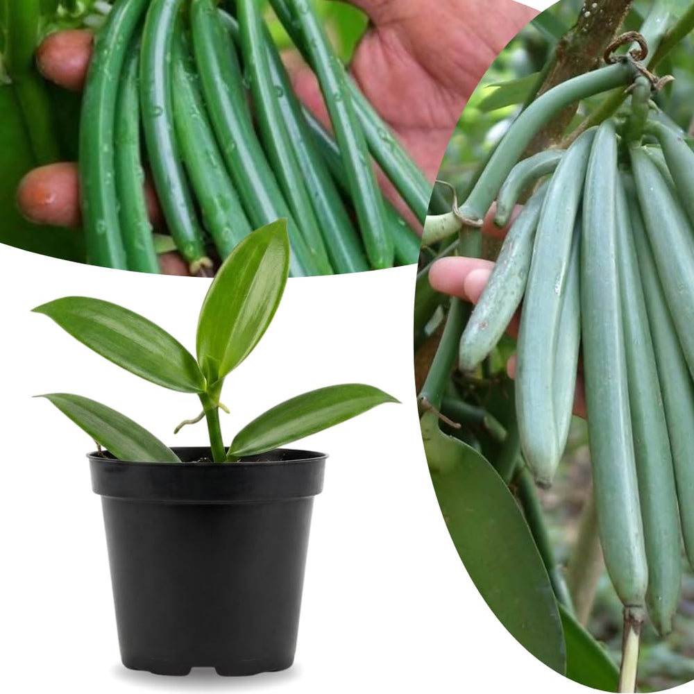 Rare Vanilla Bean Orchid Live Plant 1 Year Old Potted, Outdoor Fragrant Beans Vanilla Plant, 5 to 7 Inches in Tall Spring Planting, No CA