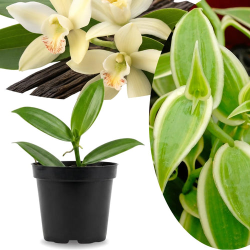 Rare Variegated Vanilla Bean Orchid Live Plant 1 Year Old Potted, Outdoor Fragrant Beans Vanilla Plant, 5 to 7 Inches in Tall Spring Planting, No CA