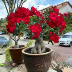 Desert Rose Plant Live, Adenium Desert Rose Plant Live, Perennial Flower Plants, 4-7 Inch Tall (Red)