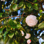 White Camellia Plant Live, Camellia Japonica Tree, 5 to 10 Inc Tall, Flower Bush Plant Pot, 4 Inc