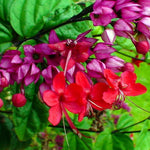 Pack 4 Clerodendrum Bleeding Heart Plants Live, 5-10 Inch Tall, Clerodendrum Bleeding Heart Vine, Bell Shaped Flowers (Mixed Clerodendrum)