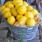 Meyer Lemon Tree Live, Dwarf Citrus Plant, Yellow Lemon Seedling, 2-4 Inches Tall Starter Plant, in 4" Pot for Indoor or Outdoor Growing