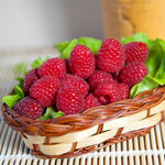 2 Raspberry Plants Live for Planting, Raspberry Bush Live Plants, Size 5-8 Inch Tall, Sweet Raspberry Trees, Well-Rooted (Red Raspberry)