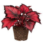 Red Begonia Plant Live 4-6 Inches, Starter Begonia Well Rooted, Colorful Foliage Plant for Indoor Decor and Patio Pots
