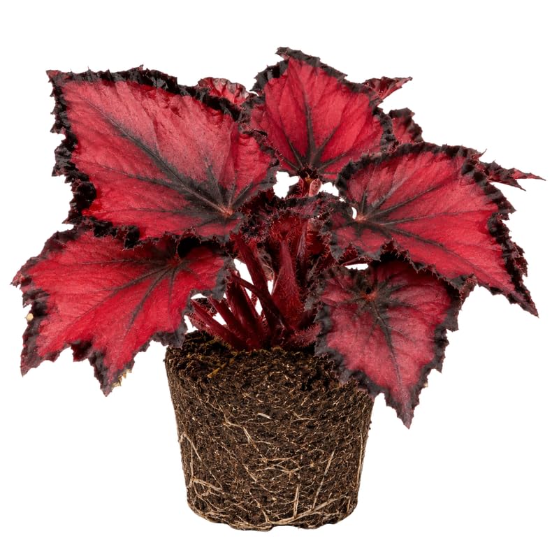 Red Begonia Plant Live 4-6 Inches, Starter Begonia Well Rooted, Colorful Foliage Plant for Indoor Decor and Patio Pots