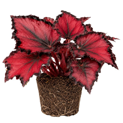 Red Begonia Plant Live 4-6 Inches, Starter Begonia Well Rooted, Colorful Foliage Plant for Indoor Decor and Patio Pots