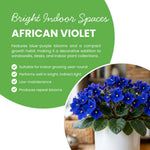African Violet Plant, Violet Live Plant, 3-5 Inc Tall, Blue Blooms
