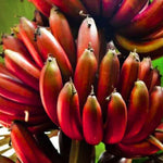 Banana Plant Live, Red Banana Tree Live Plant, Hardy Banana Fruit Seedling 4 to 8 Inch Tall, Indoor Outdoor