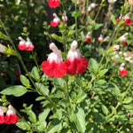 3 Hot Lip Salvia Sage Plants 4–7" Tall, Perennial Live Flowering Garden Plants for Outdoor Growing, Vibrant Salvia Plant Starter