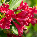 Live Weigela Plant Pot, Red Weigela Plant, 4 to 6 Inches Tall, Weigela Live Plant, 4 Inches Pot, Weigela Plant Live Growing Indoor Outdoor