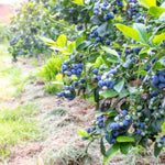 Pack 2 Blueberry Bush Live Plant, Blueberry Plants Live for Planting 5 to 9 Inch Height, Sweet Blueberries Tree Live Plant (Legacy Blueberry)