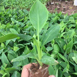 Sweet Yellow Banana Plant Tree Live, Cold Hardy 4-7" in Tall, No Pot, Outdoor Spring Planting, Rare and Sweet Banana Plants