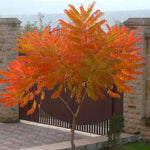 2 Rare Sumac Trees Live Plants Bare Roots, Dormant 1-2 Feet Tall, Hardy Shrub Fragrant Ground Cover for Landscaping