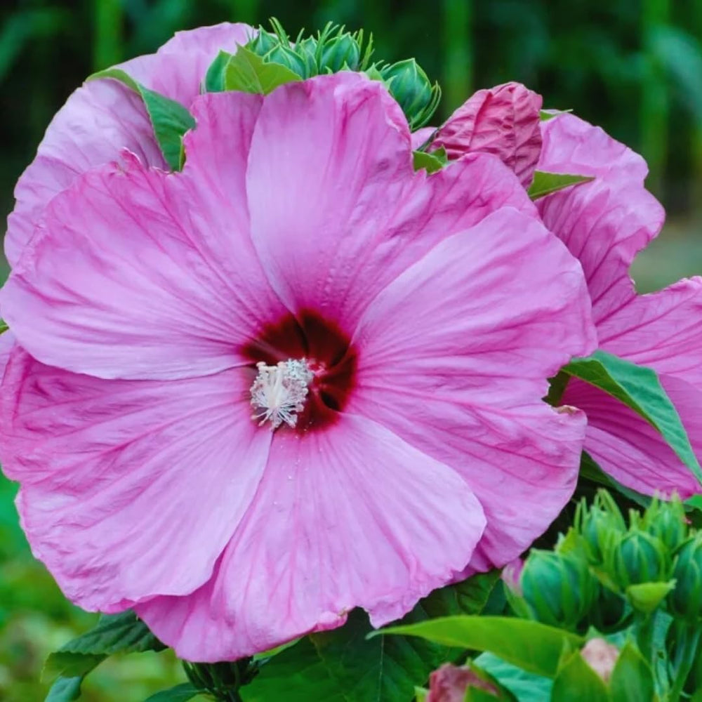 Hibiscus Tree Live Plants for Outdoor Planting, Vibrant Blooms, Size 5-9 Inc in Tall, Dormant in Winter, Spring Fast-Growing (Lady Pink-red)