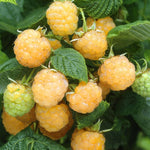 3 Raspberry Plants Live, Sweet Raspberry Bush Live Plants, Well-Rooted 5-8 Inch Height, Raspberry Shrub Outdoor, No Pot (Fall Gold Raspberry)