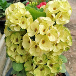 Yellow Euphorbia Crown of Thorns Plant, Perennial Succulent Live Plant Indoor Outdoor 4-7 Inches