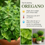 2 Oregano Plants Live 4-7 Inches Tall, Fragrant Herb for Garden, Patio Pots, Indoor and Outdoor Use