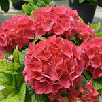 2 Random Change Color Hydrangea Live Plants, Hydrangea Tree Plant, 4-6 Inches Tall, Indoor Outdoor Decorative Flowering Plant, Summer Planting