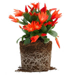 Easter Cactus Live Plant, 4-9” Tall, Rooted Holiday Cactus Succulent Plant for Indoor or Outdoor Growing, Easy Care Flowering Houseplant (Red Easter Cactus)