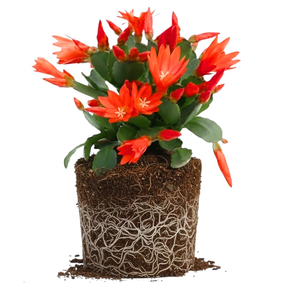 Easter Cactus Live Plant, 4-9” Tall, Rooted Holiday Cactus Succulent Plant for Indoor or Outdoor Growing, Easy Care Flowering Houseplant (Red Easter Cactus)