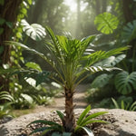 Palm Tree Plant, Live Tropical Palm Tree, Fully Rooted in 3 Gallon Pot, Ready for Outdoor Planting (Fan Palm)