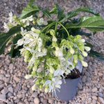 Random Clerodendrum Live Plant 4-7 Inches, Chain of Glory Light Bulb Flowering Shrub Starter Plant for Indoor Outdoor Garden