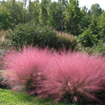 2 Pink Muhly Grass Plants Live, 5-9 Inch Tall Hardy Ornamental Grass Live Plants for Landscaping and Borders