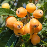 Loquat Fruit Tree 10-14" Tall, Half-Gallon Pot, Well-Rooted Loquat Plant for Garden and Orchard Planting