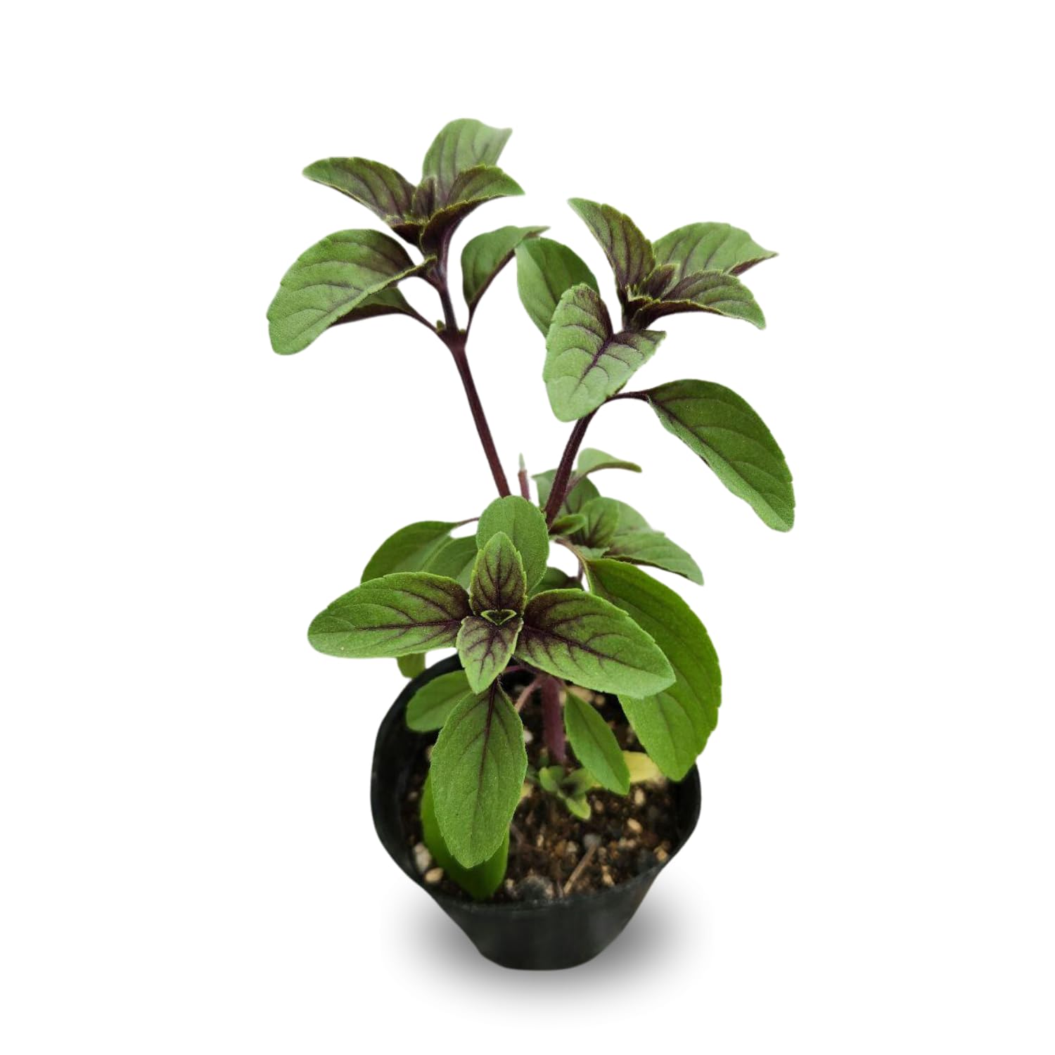 2 Blue African Basil Plants Live, Live Basil Plant, 4 to 6 Inc Long, Fragrant Herb, Fast Growing