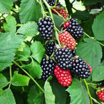 Pack 2 Thornless BlackBerry Plants Live, 4-8 Inch Tall, BlackBerry Bush Live Plant, Sweet Blackberries Fruit Indoor Outdoor (Navaho BlackBerry)