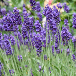 French Lavender Plants Live, Size 5-9" in Tall, Purple and Fragrant Lavender Bush for Indoor Outdoor Growing, Spring Bloom