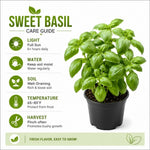 Sweet Basil Plant in 4 Inch Pot - 4-6 Inch Tall Herb Plants