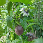 Red Passion Fruit Plant Live 1.5-2 Feet Tall, Passiflora Edible Fruit Vine in Gallon Pot, Tropical Climbing Plant for Trellis, Garden or Patio
