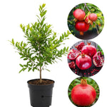 Pomegranate Tree Live Plant, Cold Hardy Pomegranate Plant Live, All Year Planted, 5 to 7 Inches Tall, 4 Inc Potted