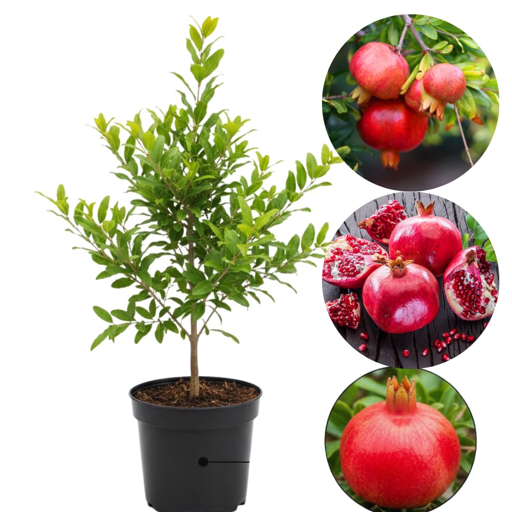 Pomegranate Tree Live Plant, Cold Hardy Pomegranate Plant Live, All Year Planted, 5 to 7 Inches Tall, 4 Inc Potted